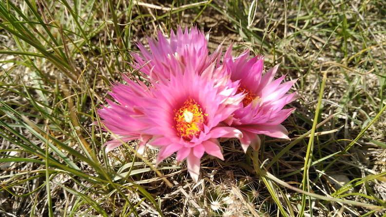 2021-06-19 16.46.41 Spinystar [Escobaria vivipara]